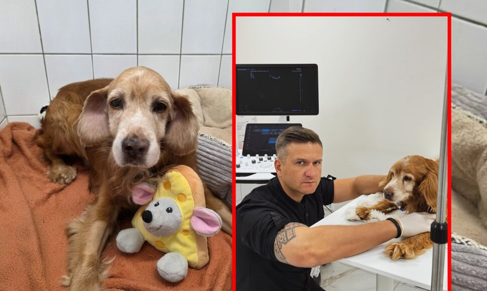 &Scaron;unelis Gausas