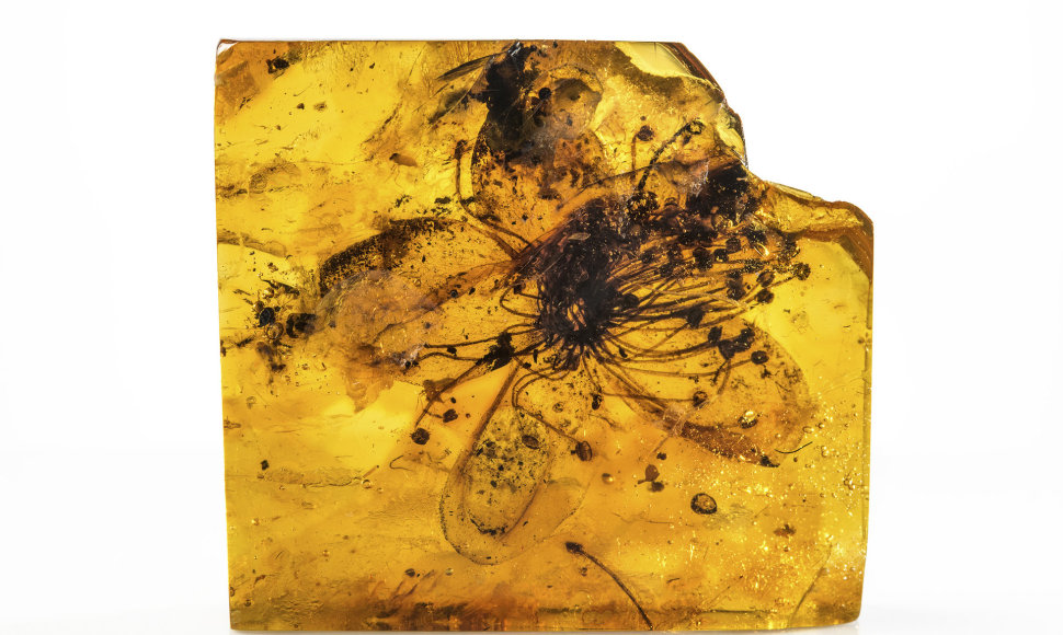 Gintare fosilizuota gėlė