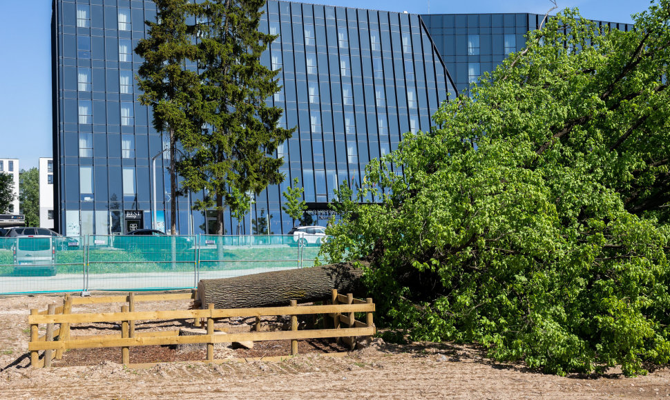 Sostinės centre nukirstas šimtametis ąžuolas