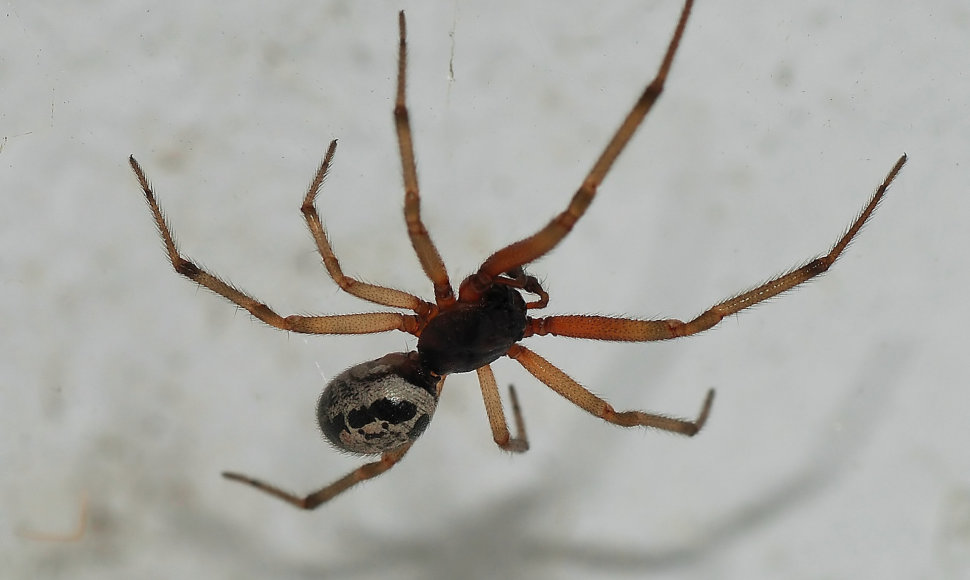 Netikroji našlė (Steatoda nobilis)