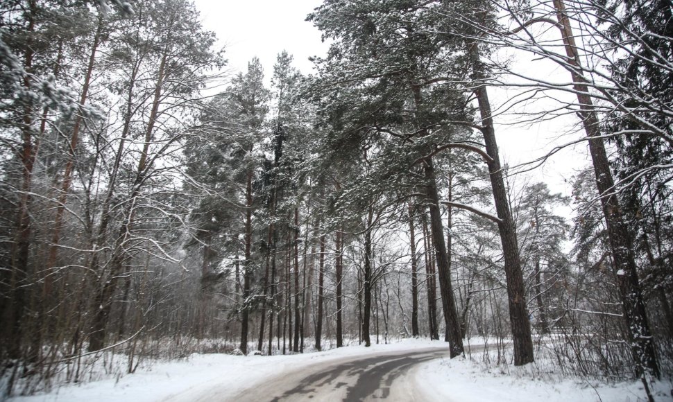 Žiema Verkių regioniniame parke