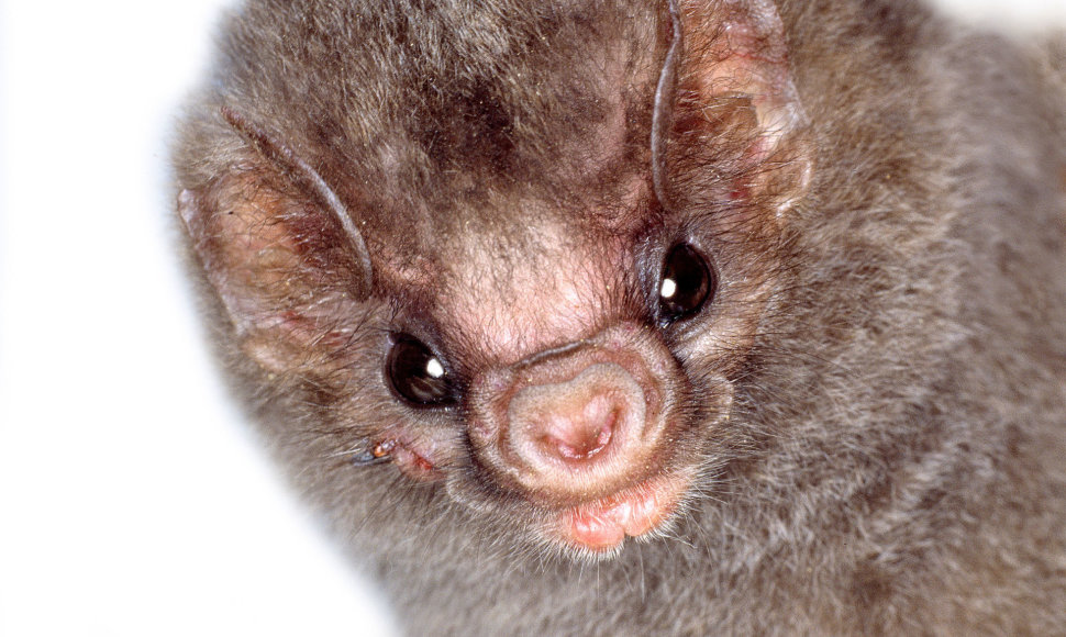 Diphylla ecaudata – šikšnosparnis, besimaitinantis ir žmogaus krauju