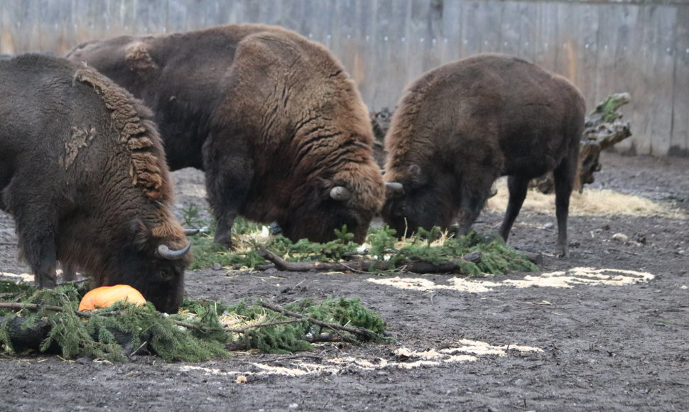 Stumbrų šeimyna Lietuvos zoologijos sode