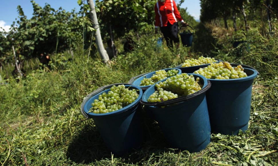 Vynuogių derlius Gruzijoje