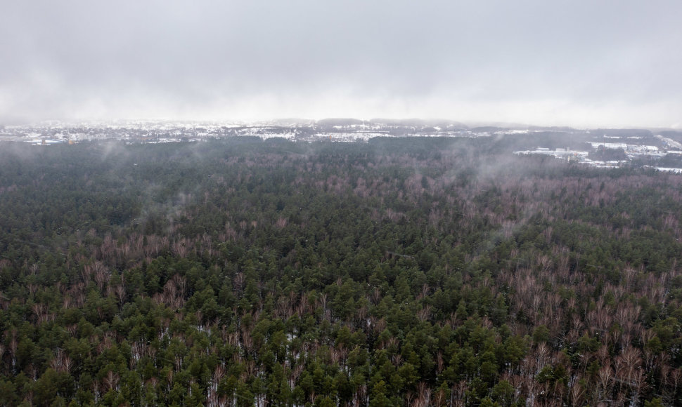 Miškas Panerių seniūnijoje, kurį norima paversti žvyro ir smėlio karjeru