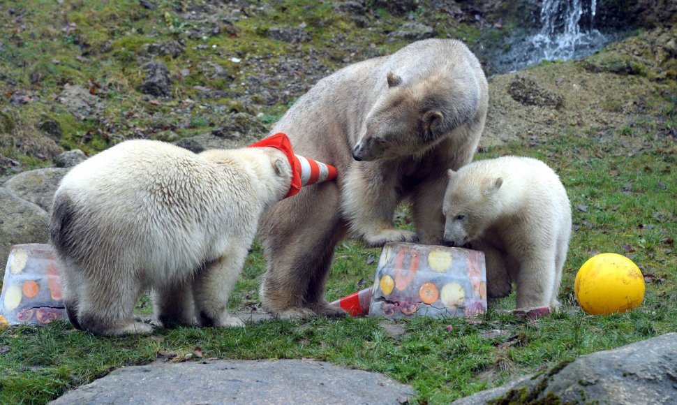 Baltojo lokio dvynukai su mama