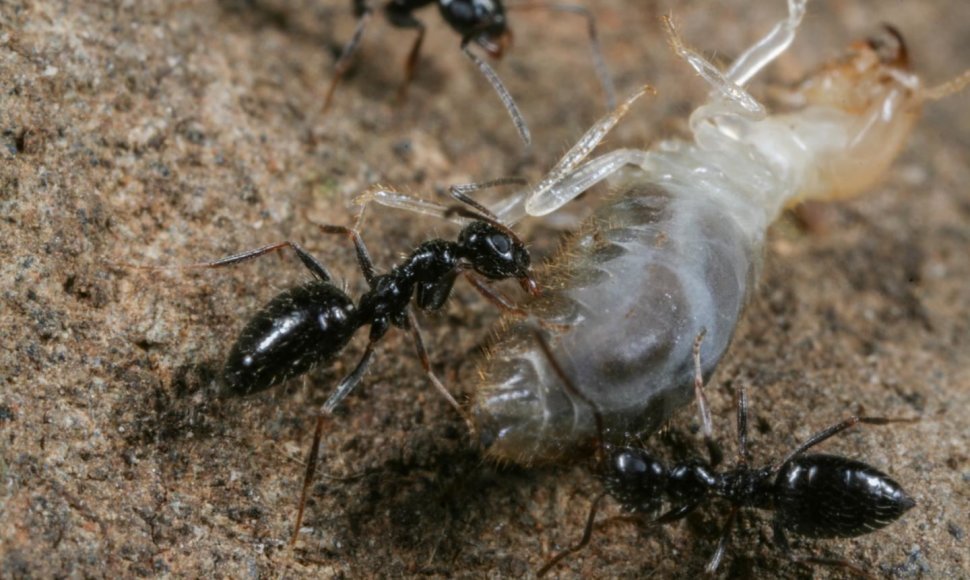 Skruzdės Lepisiota canescens žudo termitą