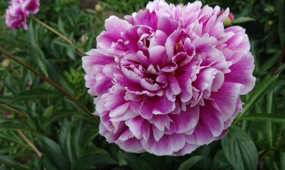 Paeonia lactiflora (Puikusis bijūnas) hibridų veislės
