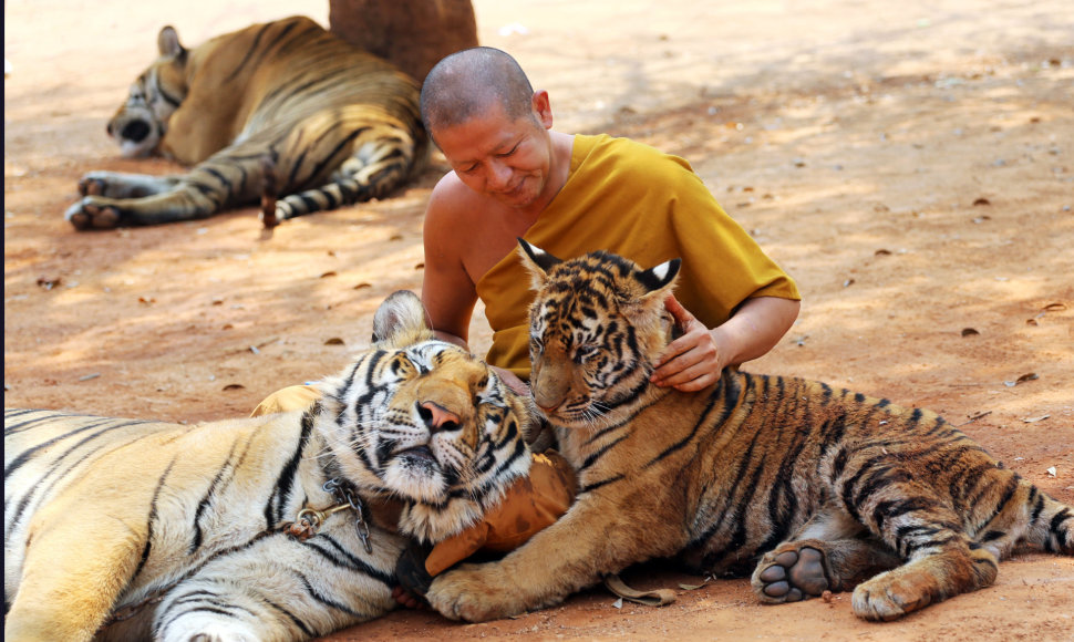 „Tigrų šventykla“ Tailande