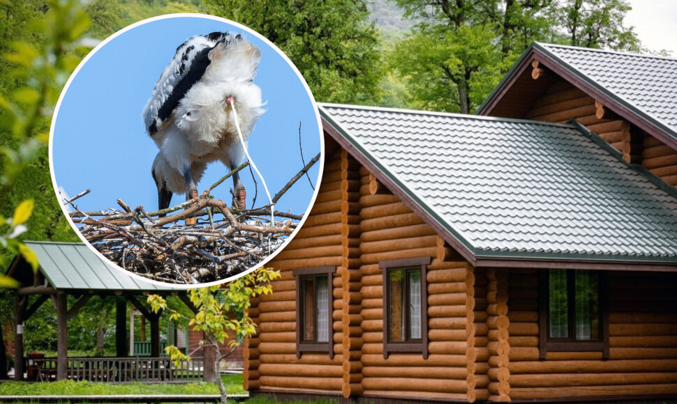 Gandrai apsigyveno kaimo sodyboje