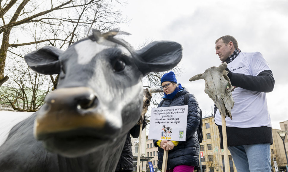 Prie Vyriausybės ūkininkų protestas dėl pieno supirkimo kainų