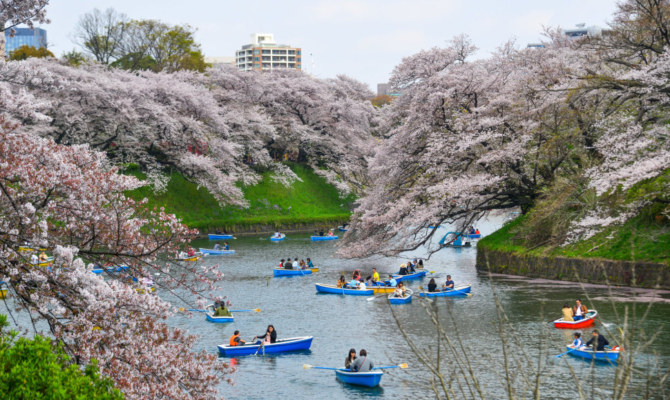 Sakuros Tokijuje, Japonijoje