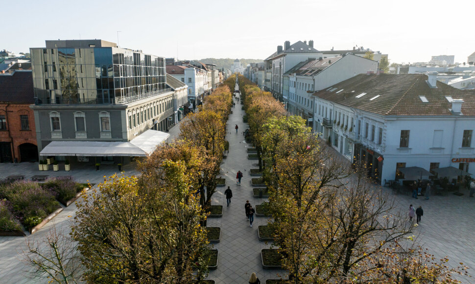 Laisvės alėjos liepos