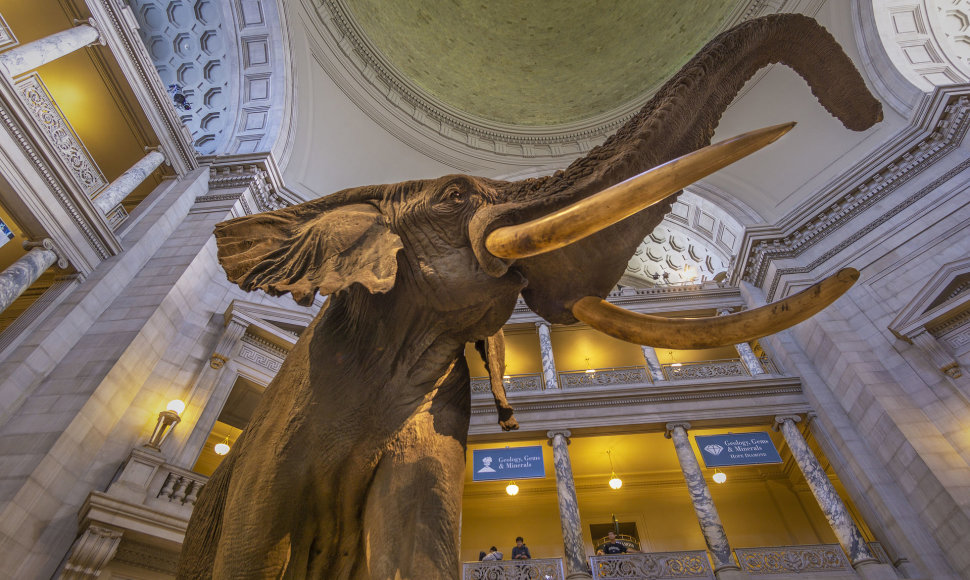 Smithsonian National Museum of Natural History