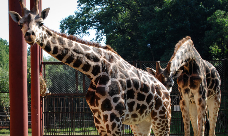 Naujoji žirafų pora Lietuvos zoologijos sode – senbūvis Gudrutis ir naujokas Nafaris