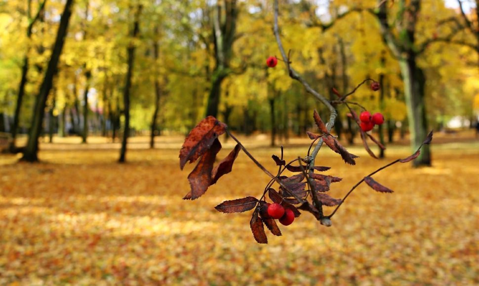 Ruduo Sapiegų rūmų parke