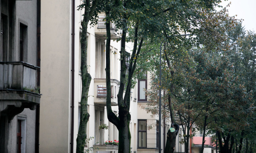 Medžiai A.Mickevičiaus gatvėje