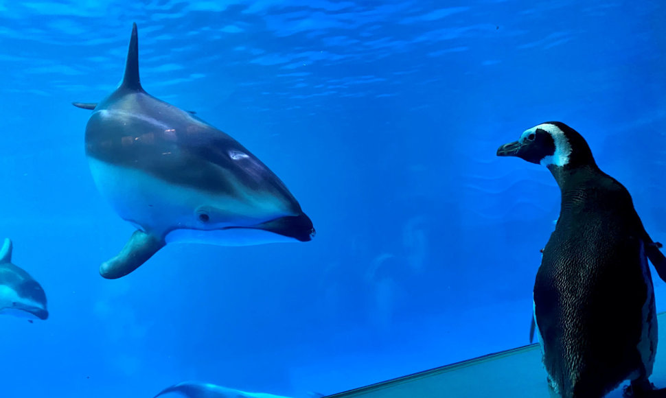 Pingvinai zoologijos soduose paprastai yra tie, į kuriuos žiūrima. Tačiau Čikagos „Shedd“ akvariume jie tapo žiūrovais ir lankytojais. Sekmadienį jiems leista ištuštėjusiame pastate apžiūrėti kitus gyvūnus. Čikaga, JAV.