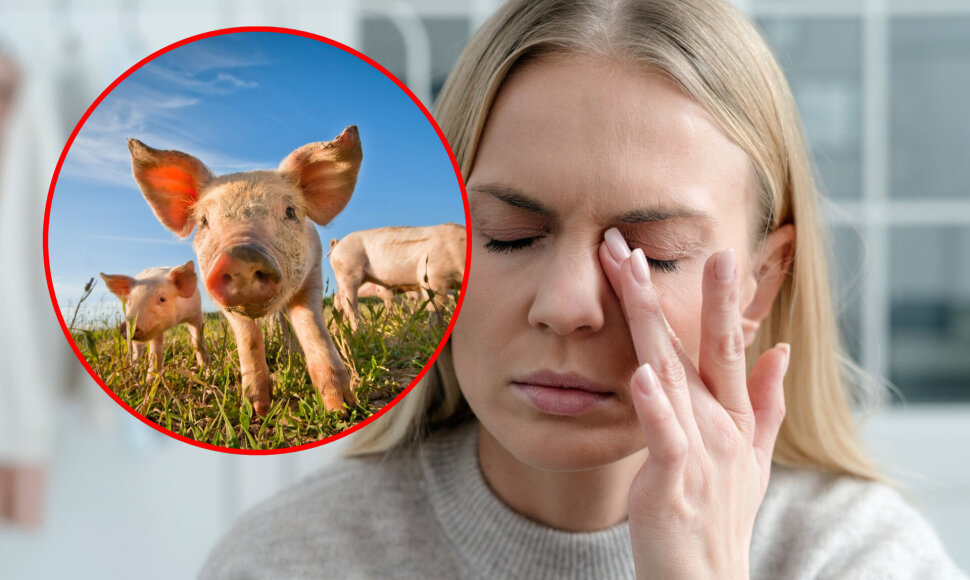 Netikėtas atradimas kovoje su akių vėžiu: mokslininkai pasitelkė kiaulių spermą