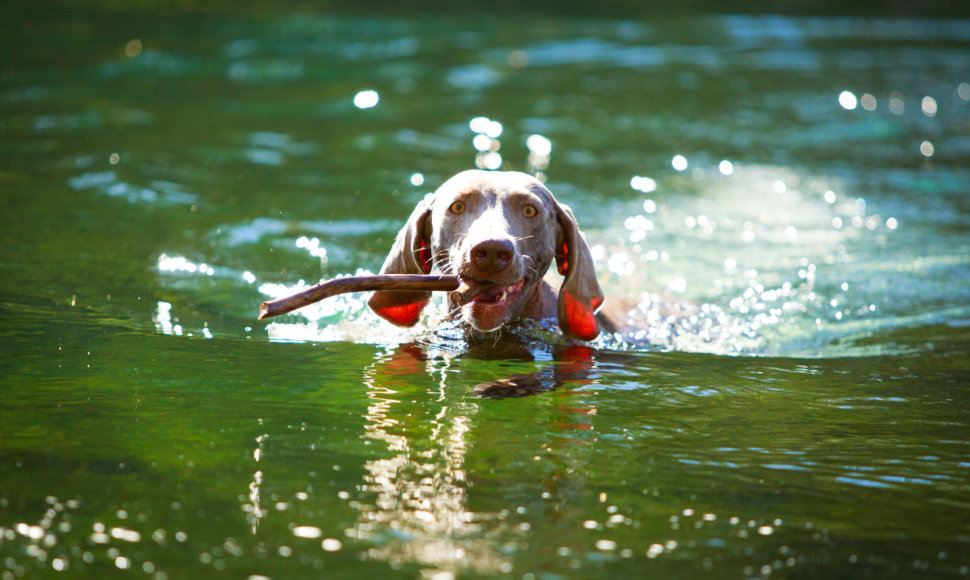 Šuo vandenyje