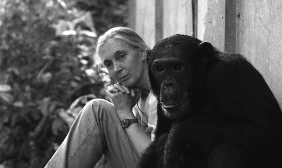 Jane Morris Goodall su alfa patinu Freudu. Nuotrauka iš „Vilties knygos“ 