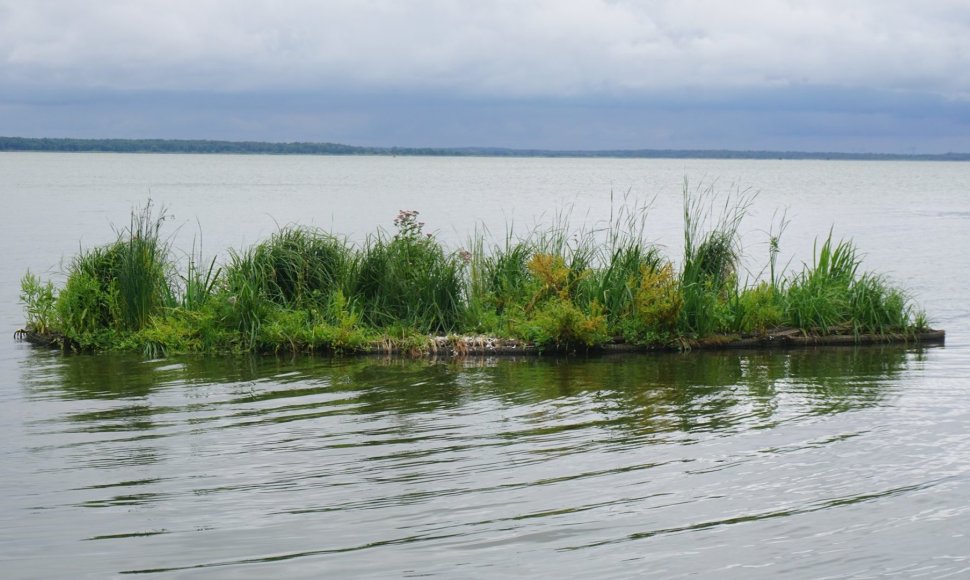 Sala Kuršių mariose, kurioje užaugo ir pomidorai.