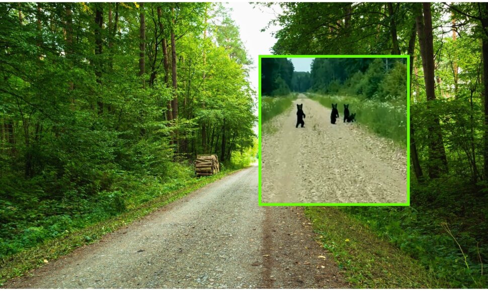 Latvijoje sutikti keturi meškiukai su meška