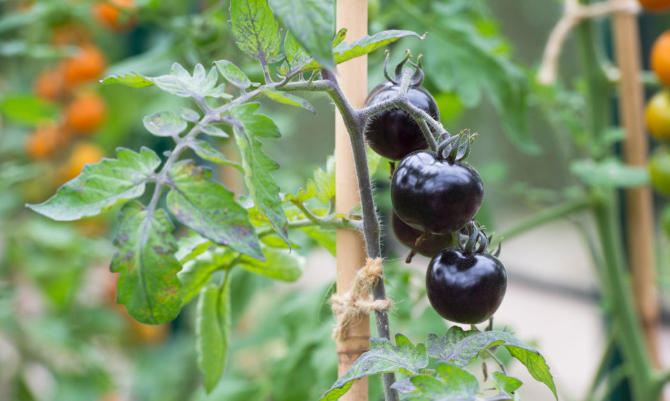 Juodos spalvos pomidorai