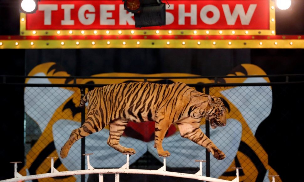 Tailando tigrų zoologijos sodo pasirodymai