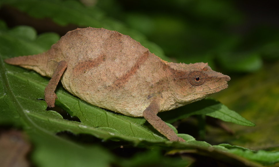 Čapmano chameleonas