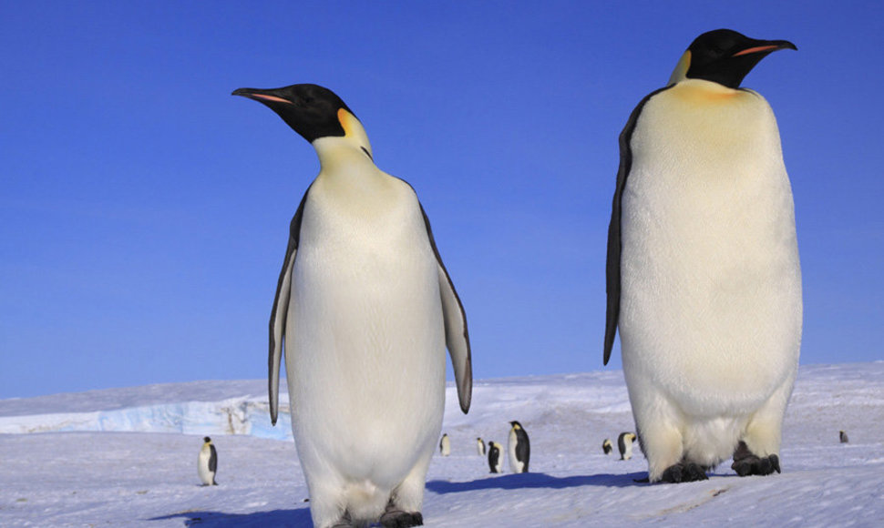 Didieji pingvinai gyvenę Peru