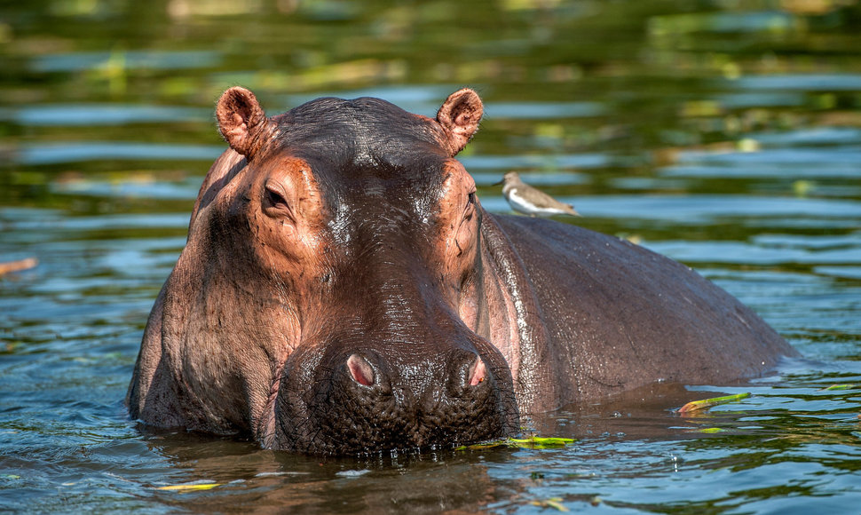 Hipopotamas