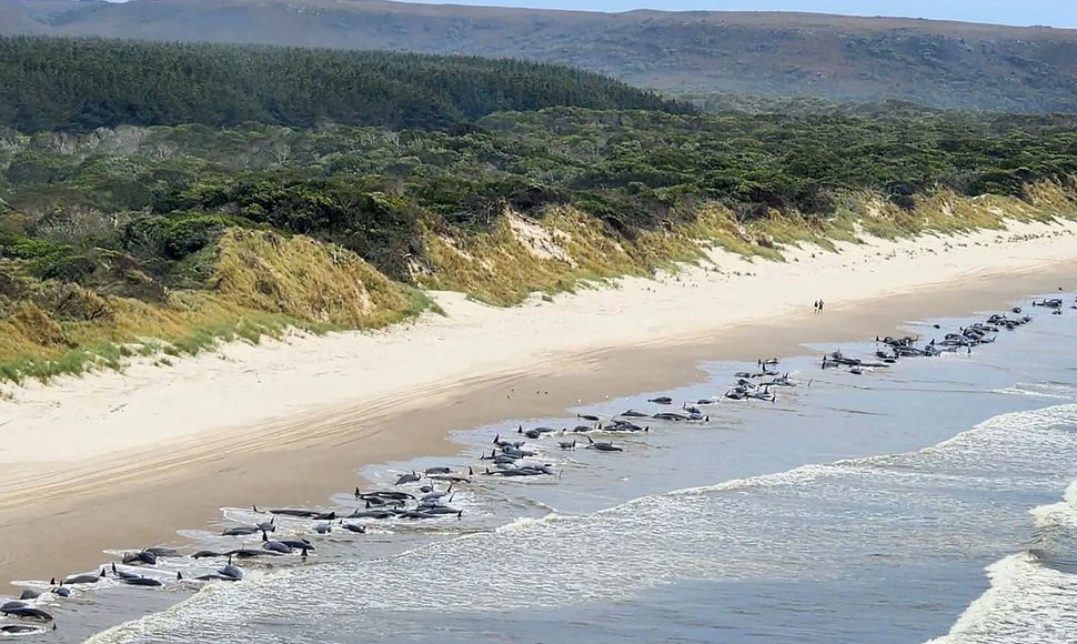 Tasmanijos pakrantėje užstrigo šimtai banginių