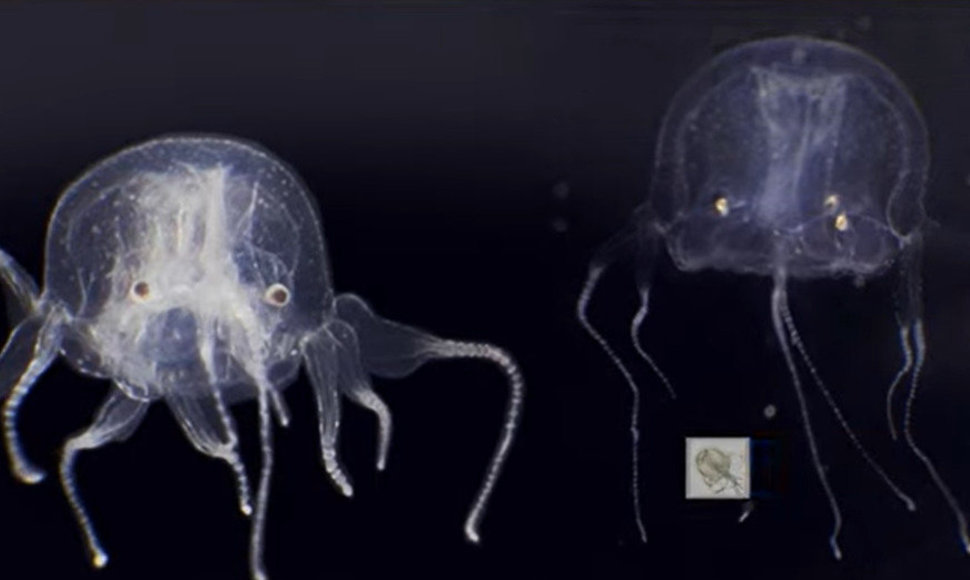 Naujai atrasta medūzų rūšis