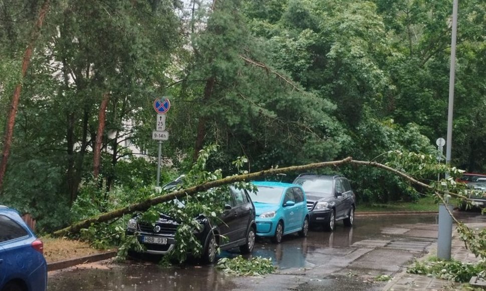 Vilniuje dėl liūties virsta medžiai