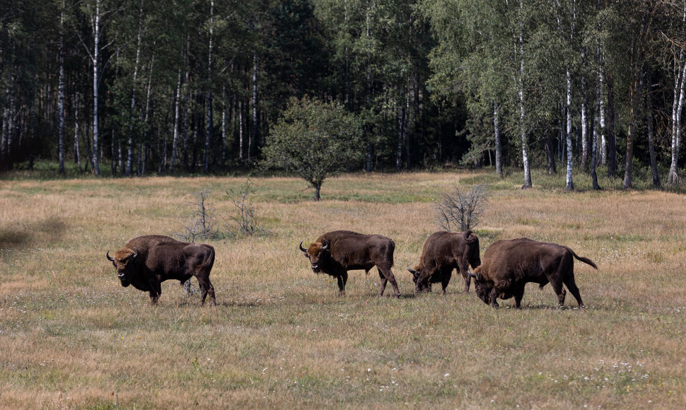 Stėgalių stumbrynas