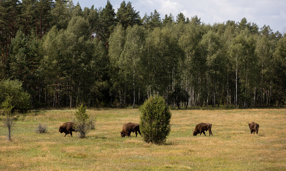 Stėgalių stumbrynas