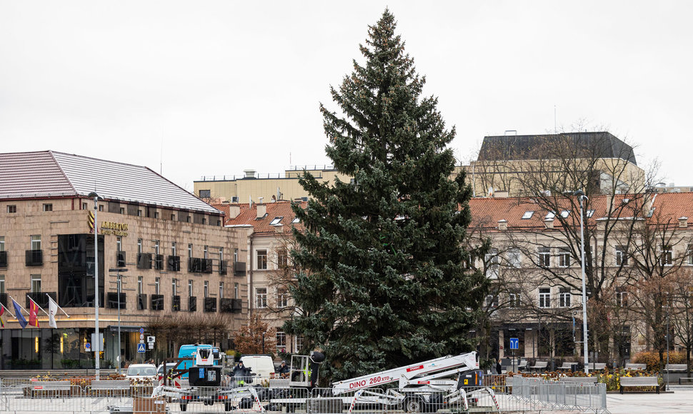 Vilniuje pradėta statyti Kalėdų eglutė