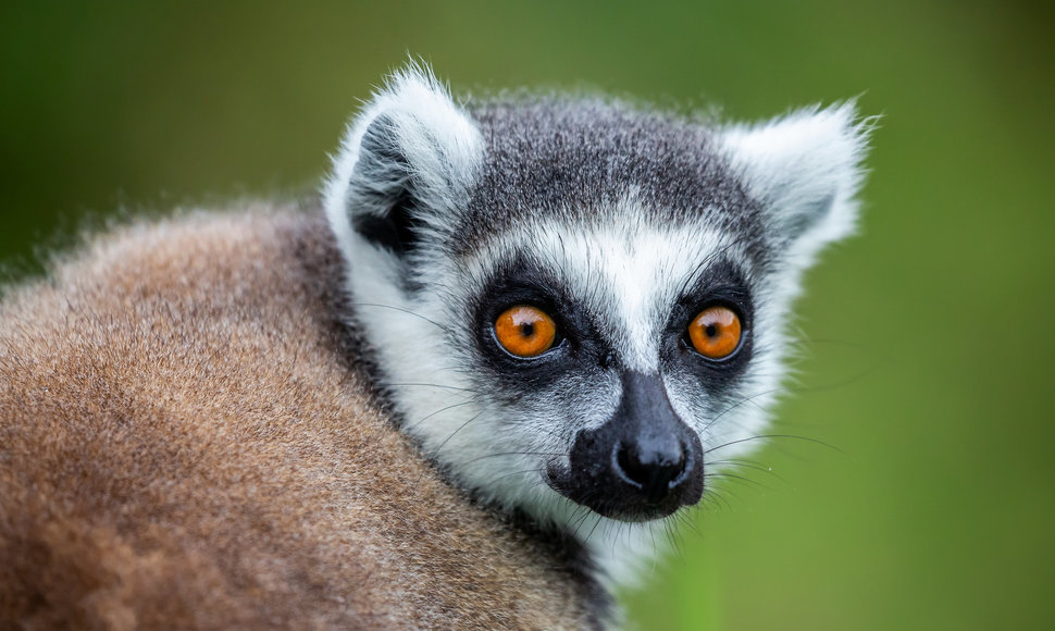 Lemūras, Madagaskaras