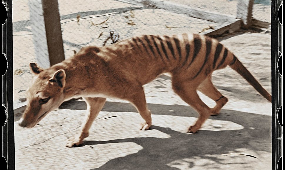 Tasmanijos tigras
