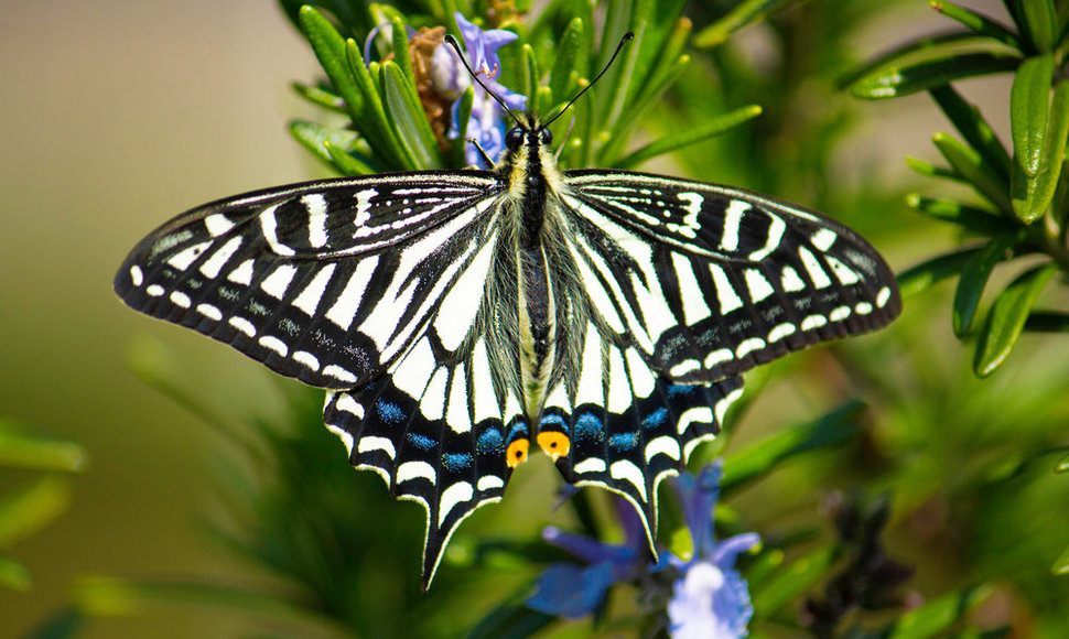 Papilio xuthus drugys