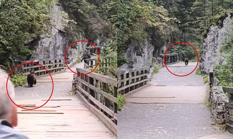 Meška Lenkijos kalnuose nusivijo turistą