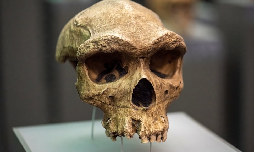 Homo heidelbergensis