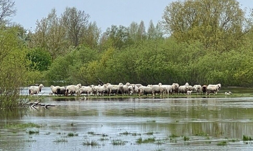 Avys Kėdainių rajone