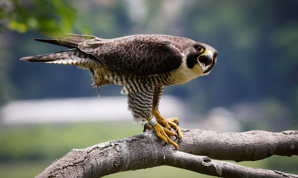 Sakalas keleivis (peregrine falcon)