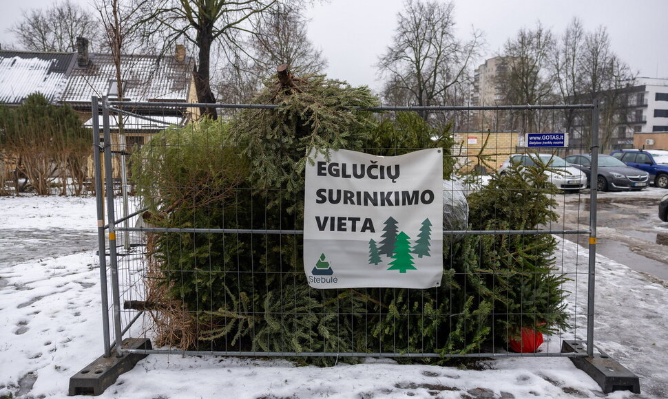 Eglučių surinkimo vieta
