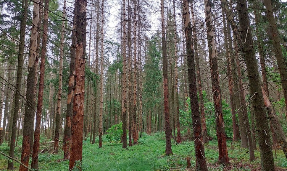 Žievėgraužio židinys