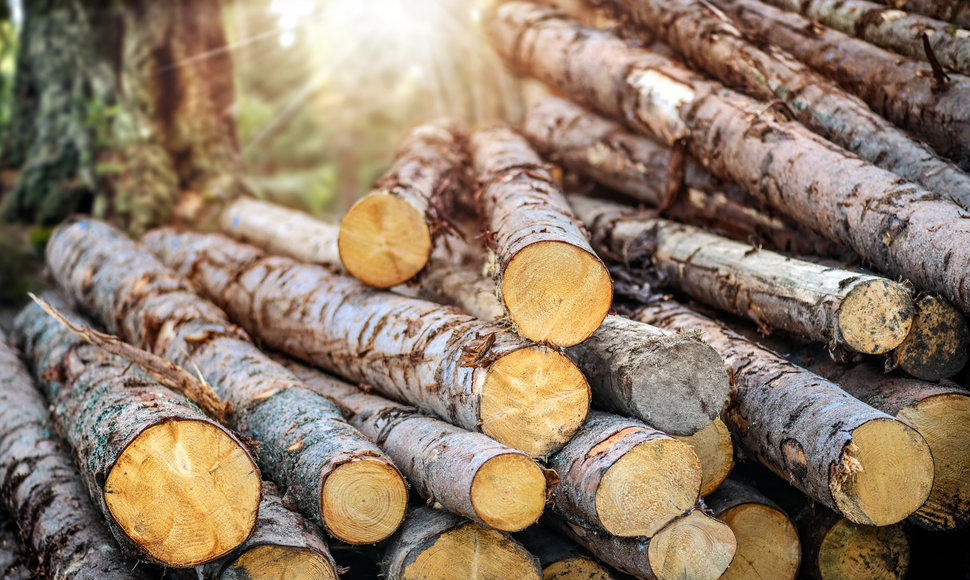 Prekiautojų mediena pareigos: kaip ES reglamentas padeda saugoti miškus?