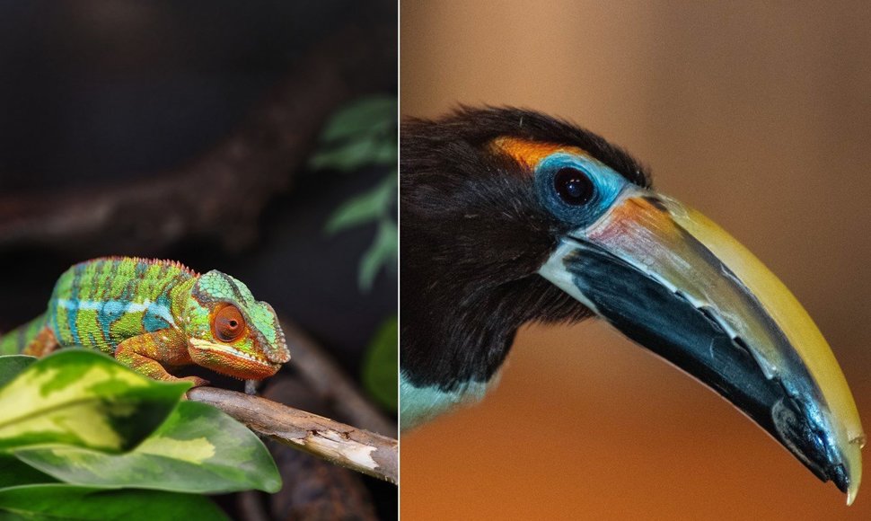 Vilniaus zoologijos sode – nauji gyventojai