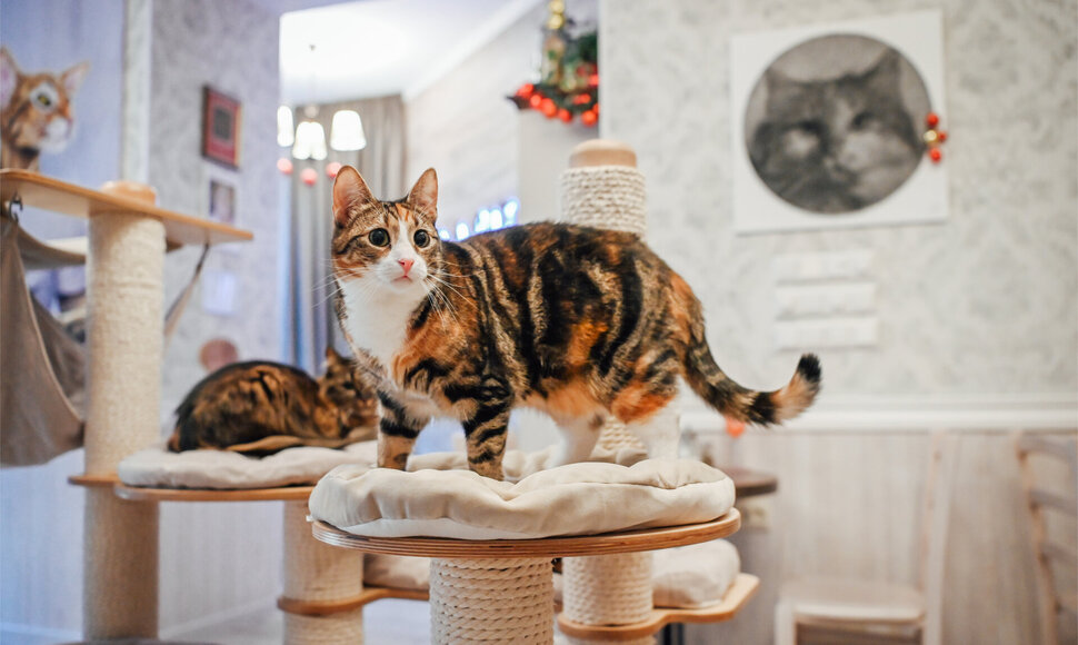 &bdquo;Cat Cafe&ldquo; &ndash; daugiau nei kavinė: unikalus socialinis verslas, kuriantis vertę investuotojams